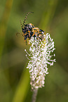 black-and-yellow longhorn beetle