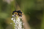 black-and-yellow longhorn beetle