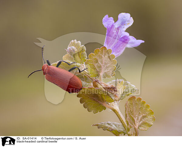 black-headed cardinal beetle / SA-01414