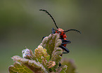 black-headed cardinal beetle