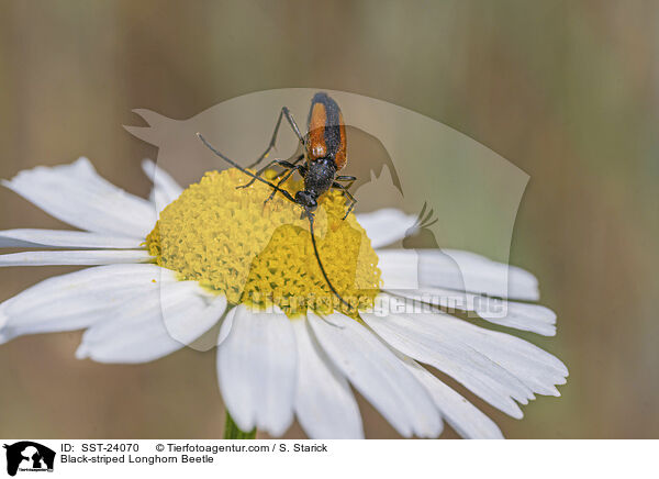 Kleiner Schmalbock / Black-striped Longhorn Beetle / SST-24070