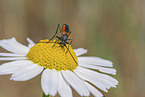 Black-striped Longhorn Beetle