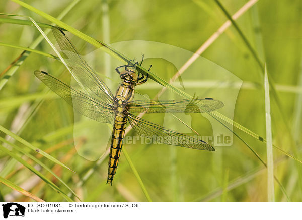 black-tailed skimmer / SO-01981