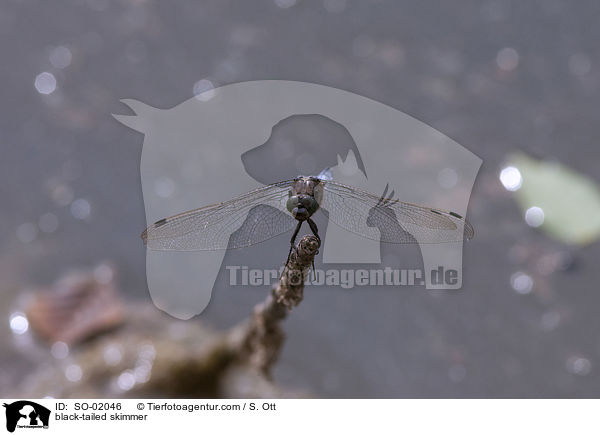 black-tailed skimmer / SO-02046