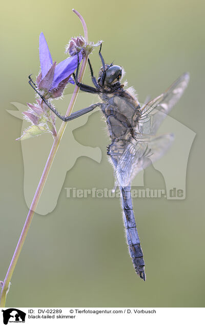 Groer Blaupfeil / black-tailed skimmer / DV-02289