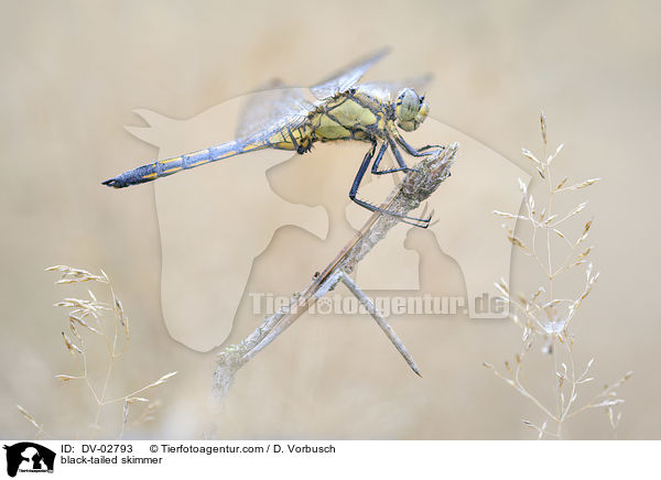 black-tailed skimmer / DV-02793