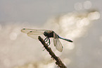 black-tailed skimmer