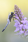 black-tailed skimmer