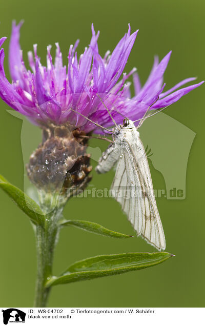 black-veined moth / WS-04702