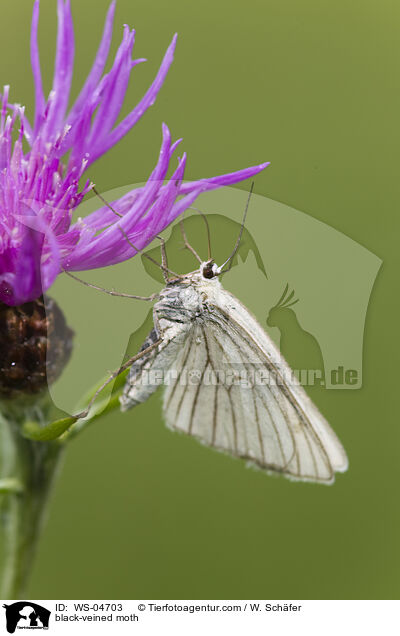 black-veined moth / WS-04703
