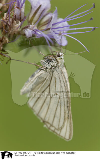 Hartheu-Spanner / black-veined moth / WS-04704