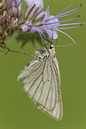 black-veined moth