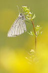 black-veined moth