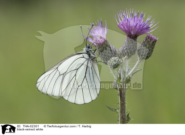 black-veined white / THA-02301