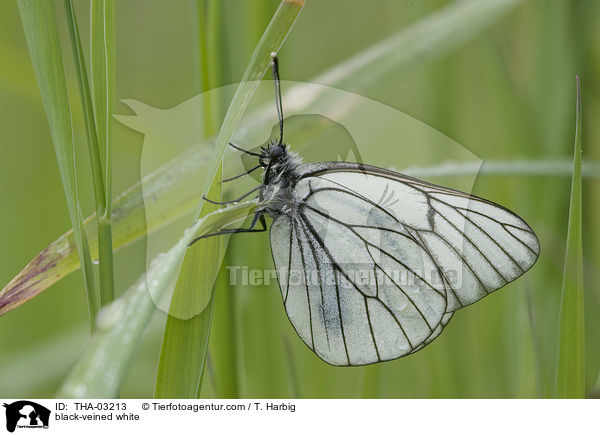 black-veined white / THA-03213