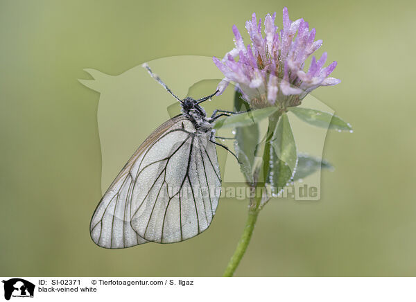 Baumweiling / black-veined white / SI-02371