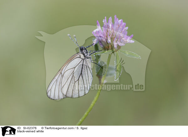 Baumweiling / black-veined white / SI-02376