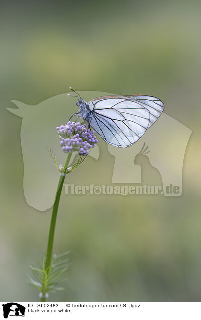 Baumweiling / black-veined white / SI-02483