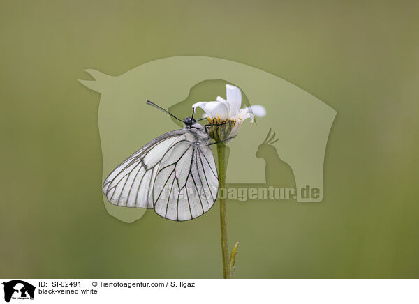 Baumweiling / black-veined white / SI-02491