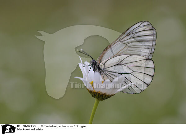 Baumweiling / black-veined white / SI-02492