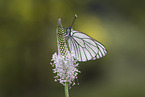 black-veined white