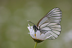 black-veined white