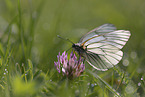 black-veined white