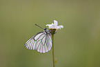 black-veined white