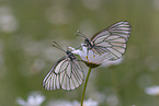 black-veined white