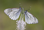 black-veined white