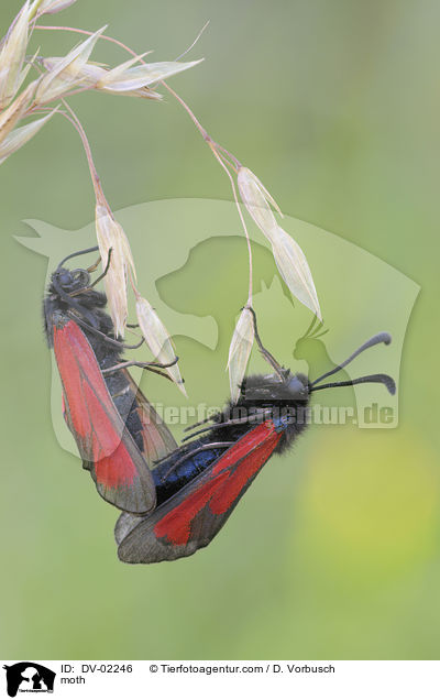 Bibernell-Widderchen / moth / DV-02246