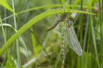 southern hawker