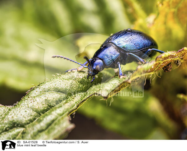 Himmelblauer Blattkfer / blue mint leaf beetle / SA-01528