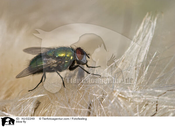 blow fly / HJ-02249