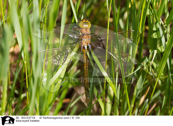 Sdliche Mosaikjungfer / blue-eyed hawker / SO-03718