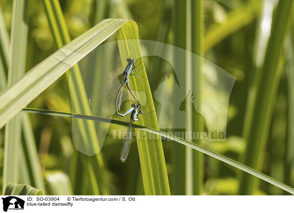 blue-tailed damselfly / SO-03904