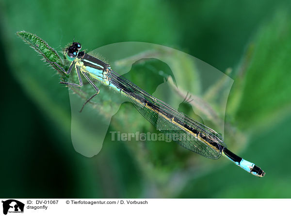 Groe Pechlibelle / dragonfly / DV-01067
