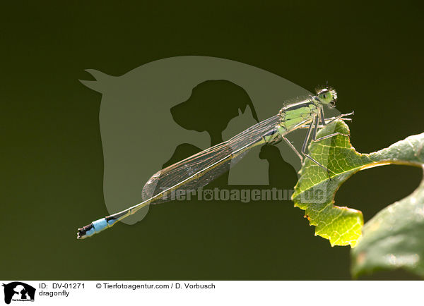 Groe Pechlibelle / dragonfly / DV-01271
