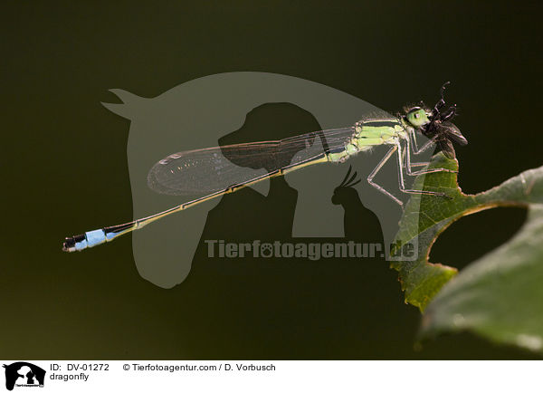 Groe Pechlibelle / dragonfly / DV-01272
