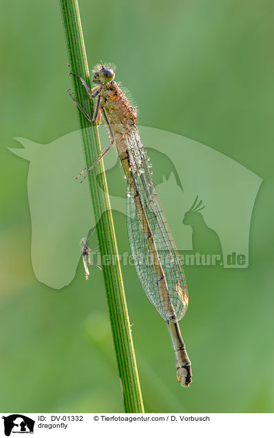Groe Pechlibelle / dragonfly / DV-01332