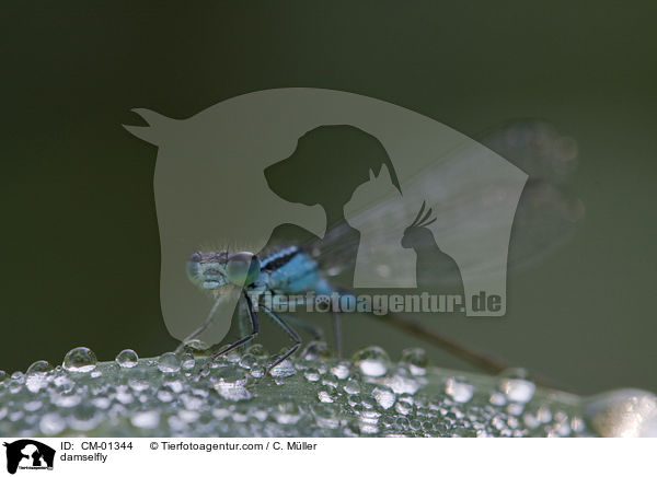 Groe Pechlibelle / damselfly / CM-01344