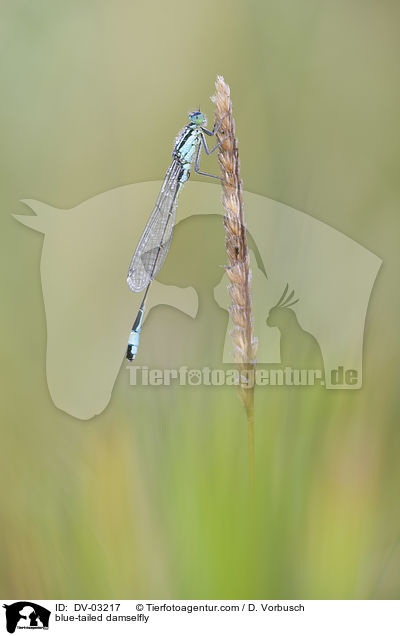 Groe Pechlibelle / blue-tailed damselfly / DV-03217