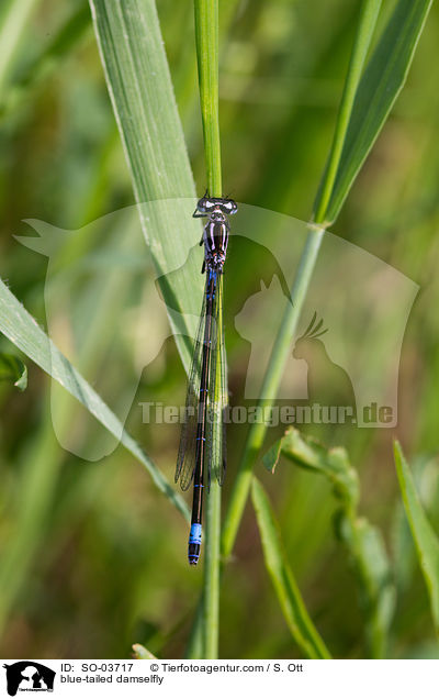 blue-tailed damselfly / SO-03717