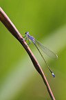 Blue-tailed Damselfly