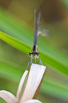 blue-tailed damselfly