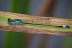 blue-tailed damselfly