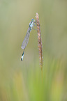 blue-tailed damselfly