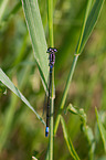 blue-tailed damselfly