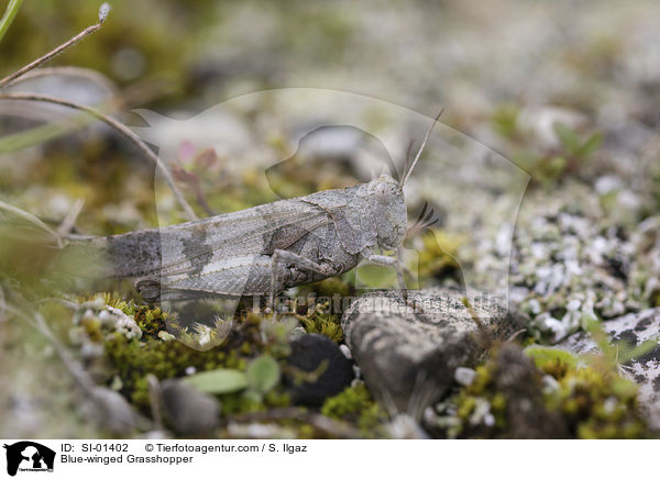 Blauflgelige dlandschrecke / Blue-winged Grasshopper / SI-01402