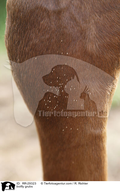 botfly grubs / RR-29323